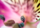 pistil and stamen.jpg